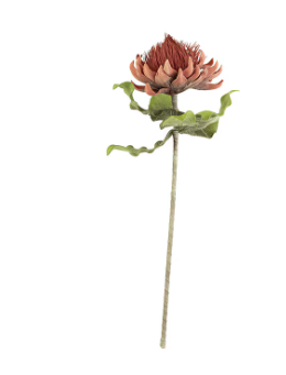 Botanical 2422