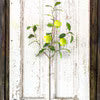 Quince Fruit Branch