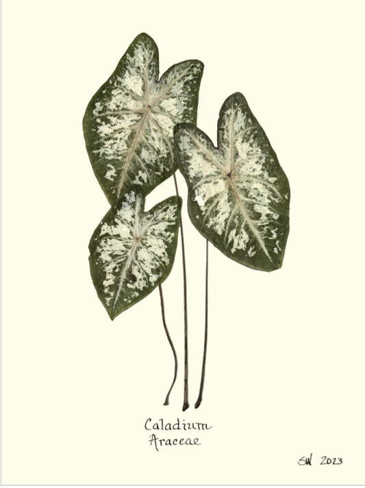 Caladium Araceae Print
