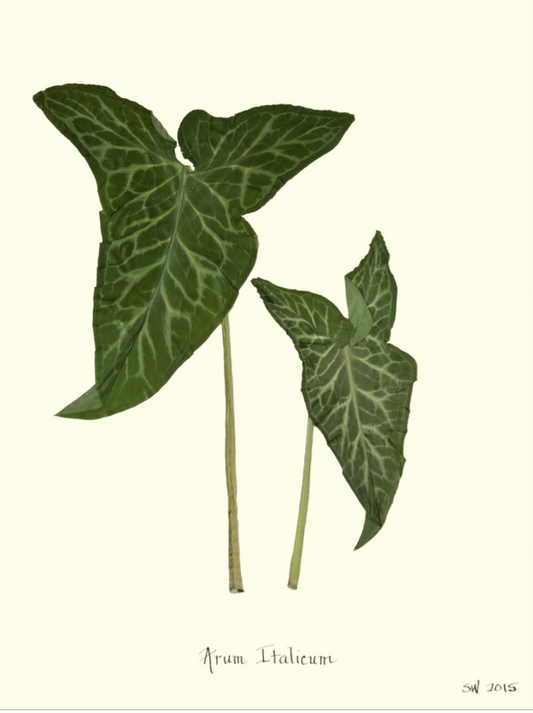 Arum Italicum Print