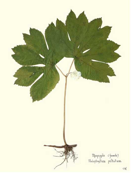 Mayapple Print I