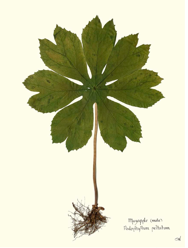 Mayapple Print II
