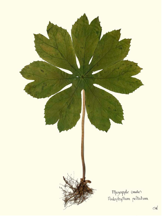 Mayapple Print II