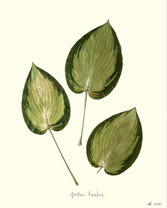 Hostas Funkia Print
