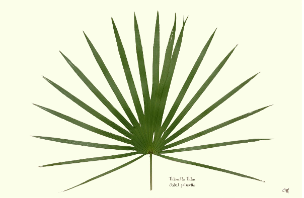 Palmetto Palm Print