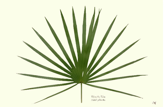 Palmetto Palm Print