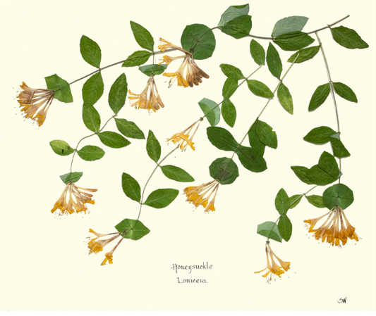 Honeysuckle Print