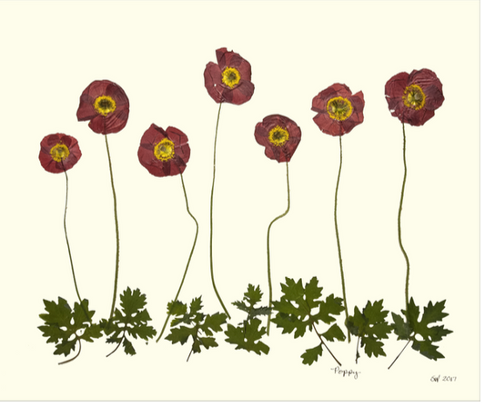 Poppy Garden Print