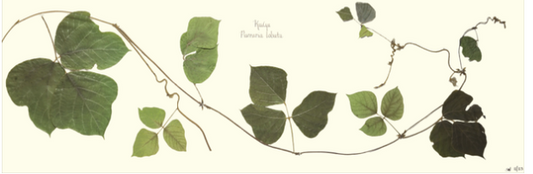 Kudzu Vine Print