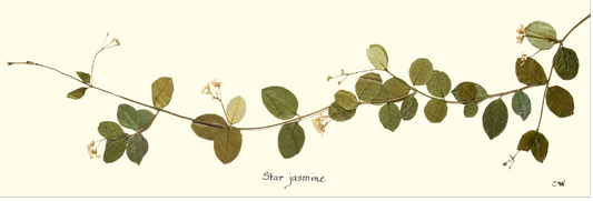Star Jasmine II Print