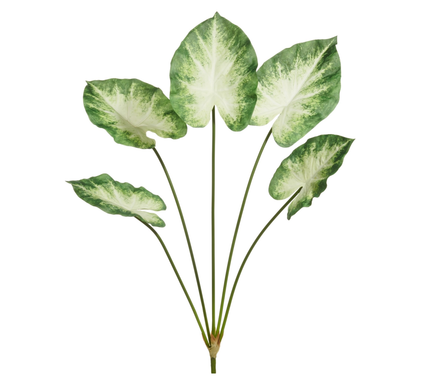 32" Green Calladium Bush