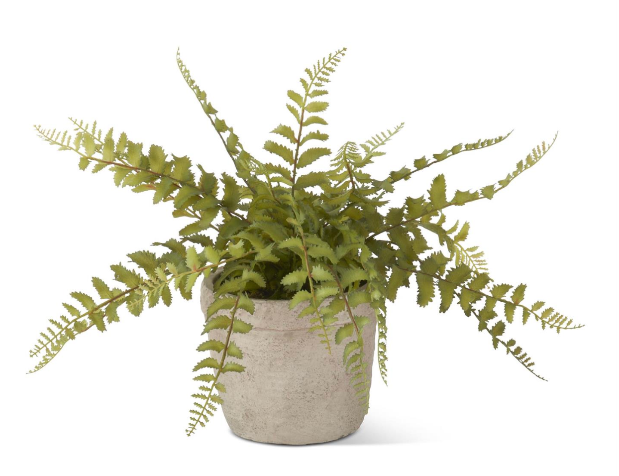 12" Fern in Cement Pot