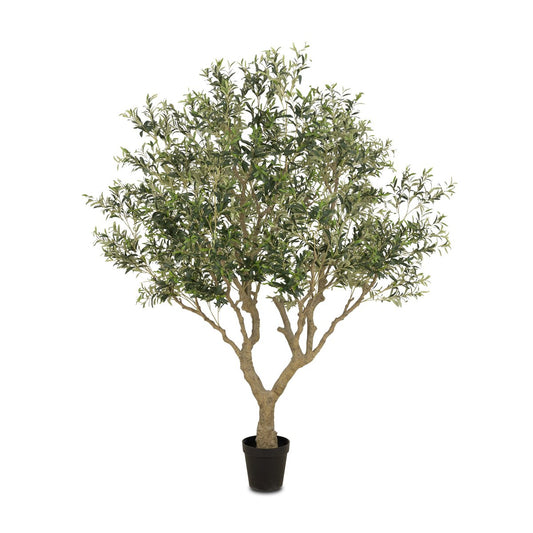 8' Wide Olive Tree