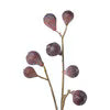 Carolina Fig Branch
