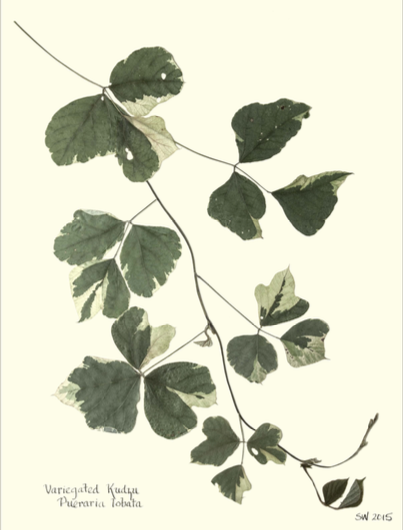Variegated Kudzu Print