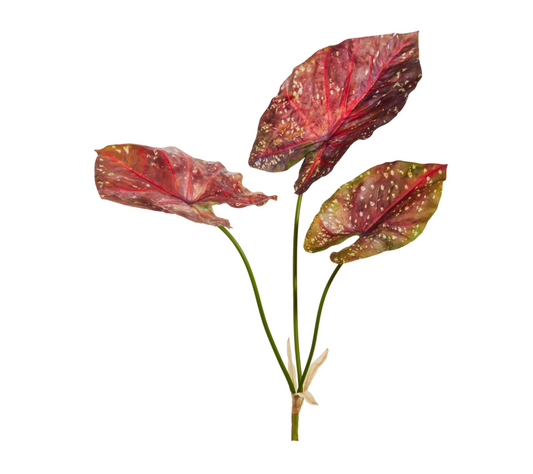 24.5" Calladium Bush Burgundy