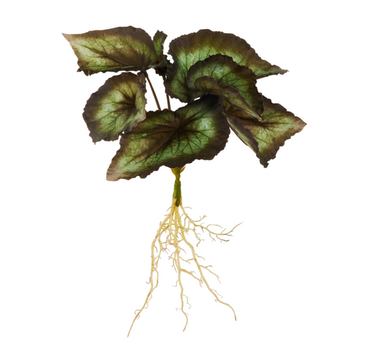 15" Begonia with Roots