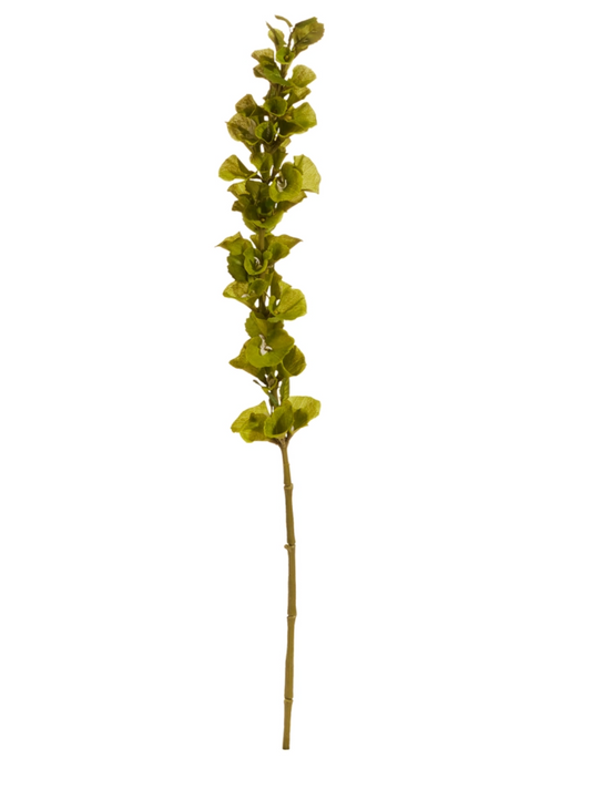 42" Bells of Ireland Stem