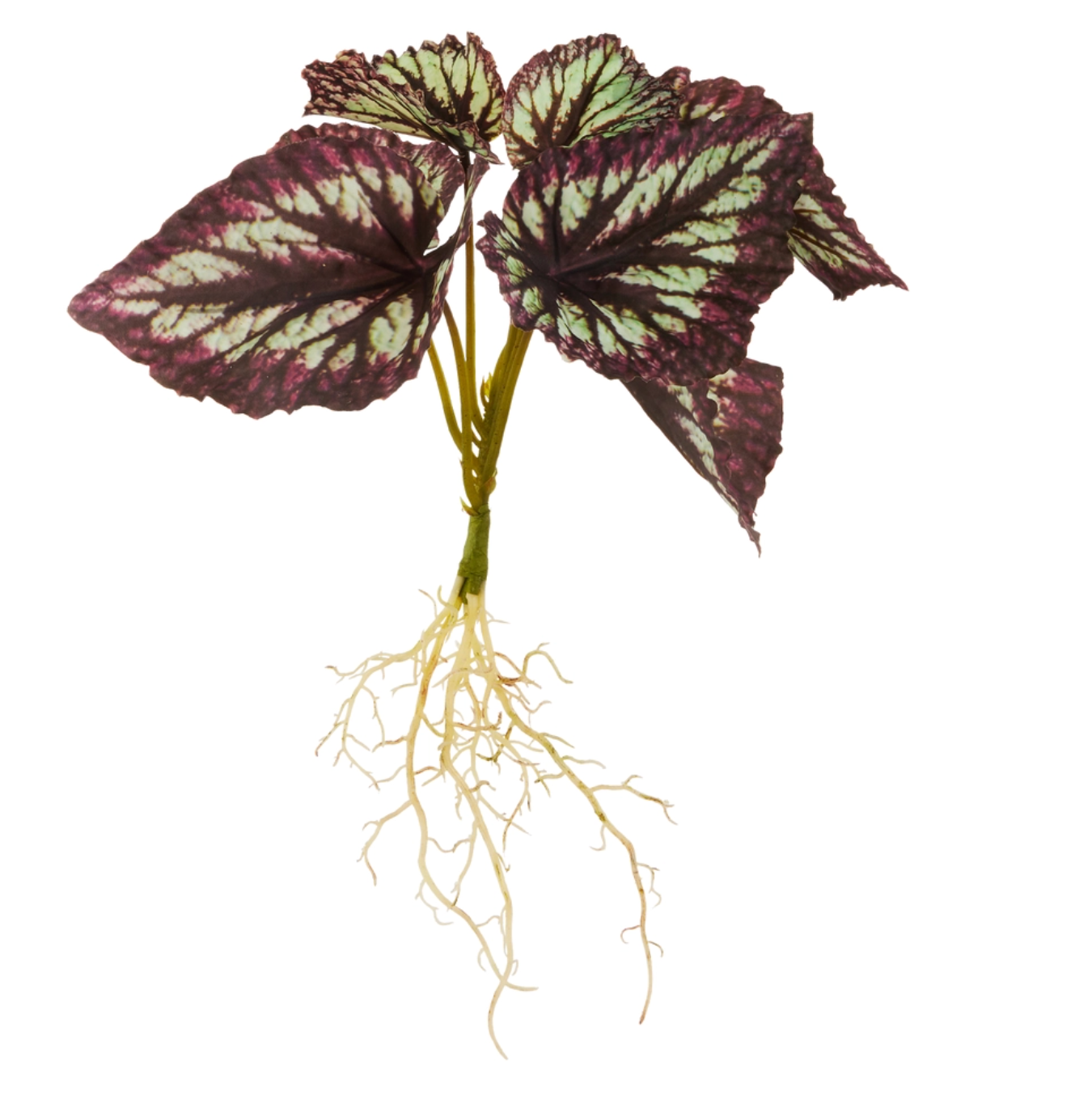 15" Begonia with Roots